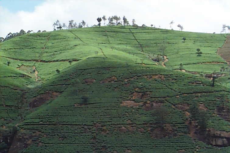 The Tea Fields on the hillsides driving to Nuwara Eliya